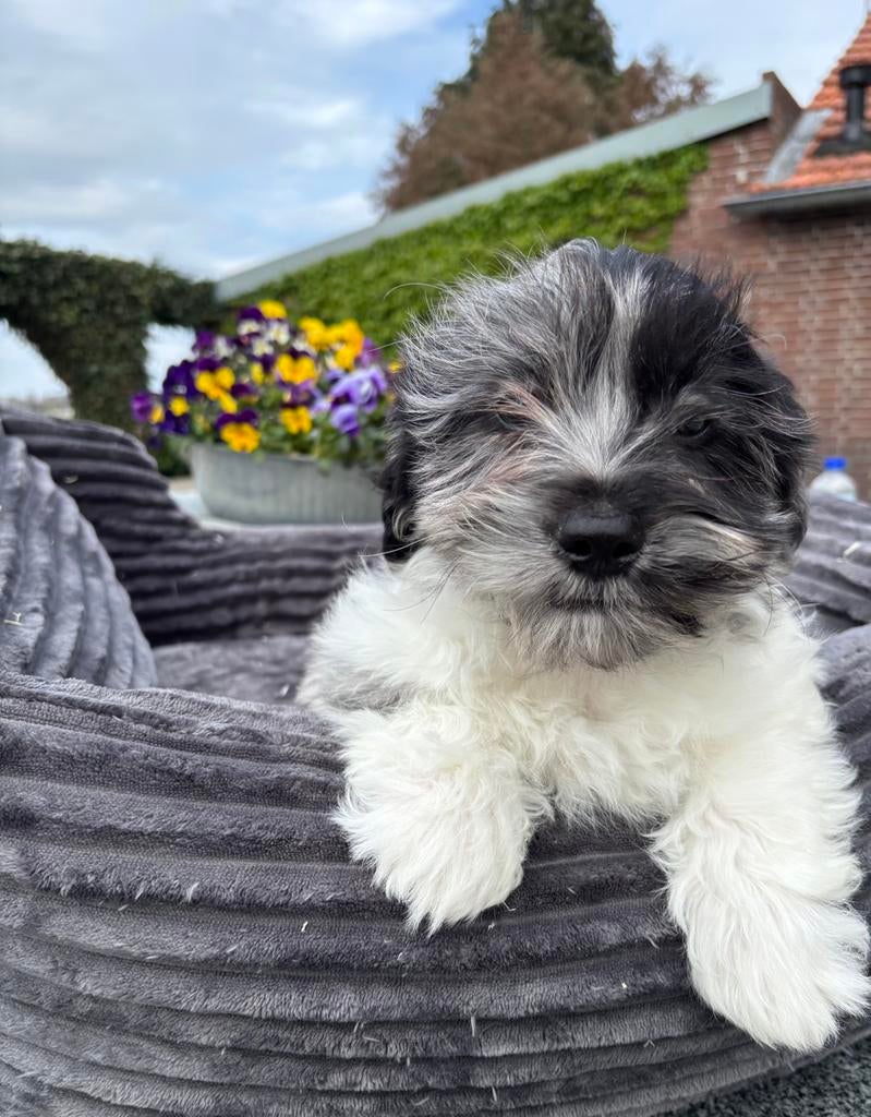 Boomer x Labradoodle mini pups, Dieren en Toebehoren, Honden | Chihuahua's en Gezelschapshonden, Nederland, Overige rassen, 8 tot 15 weken