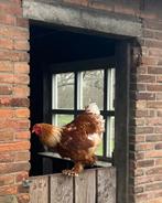 Brahma haan, Dieren en Toebehoren, Pluimvee, Mannelijk, Kip