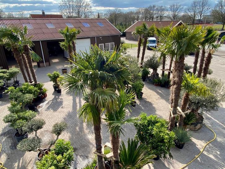 Voor al uw palmbomen, olijfbomen, cipressen, vijgenbomen!!!, Tuin en Terras, Planten | Bomen, Olijfboom, 250 tot 400 cm, Volle zon