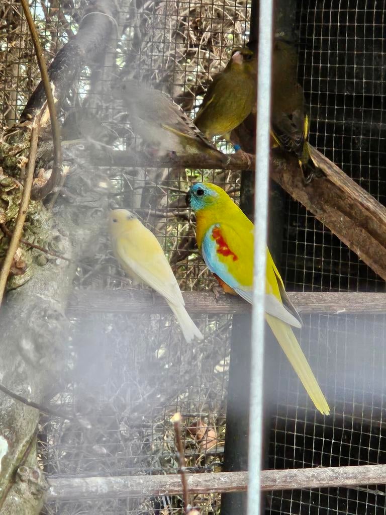 Turquisine parkiet man, Dieren en Toebehoren, Vogels | Parkieten en Papegaaien, Mannelijk, Parkiet