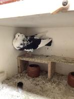 Kraai tijger duif, Vrouwelijk, Kropper