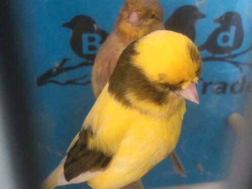 Glosters / postuurkanaries, Dieren en Toebehoren, Vogels | Kanaries, Kleurkanarie, Meerdere dieren