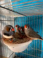 Mooi broedrijp 2 koppels zebravinken te koop, Meerdere dieren, Wildzangvogel