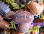 Caribodillo martinicensis (ex Cubaris Salmon) isopods, Dieren en Toebehoren, Overige soorten