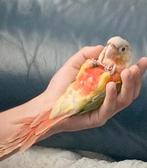 Heel erg mooi pyrrhura, Dieren en Toebehoren, Vogels | Parkieten en Papegaaien, Mannelijk, Parkiet, Tam