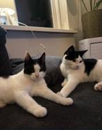 2 jonge katten., Dieren en Toebehoren, Katten en Kittens | Overige Katten