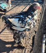 Gratis jonge bramha haan, Dieren en Toebehoren, Pluimvee, Mannelijk, Kip