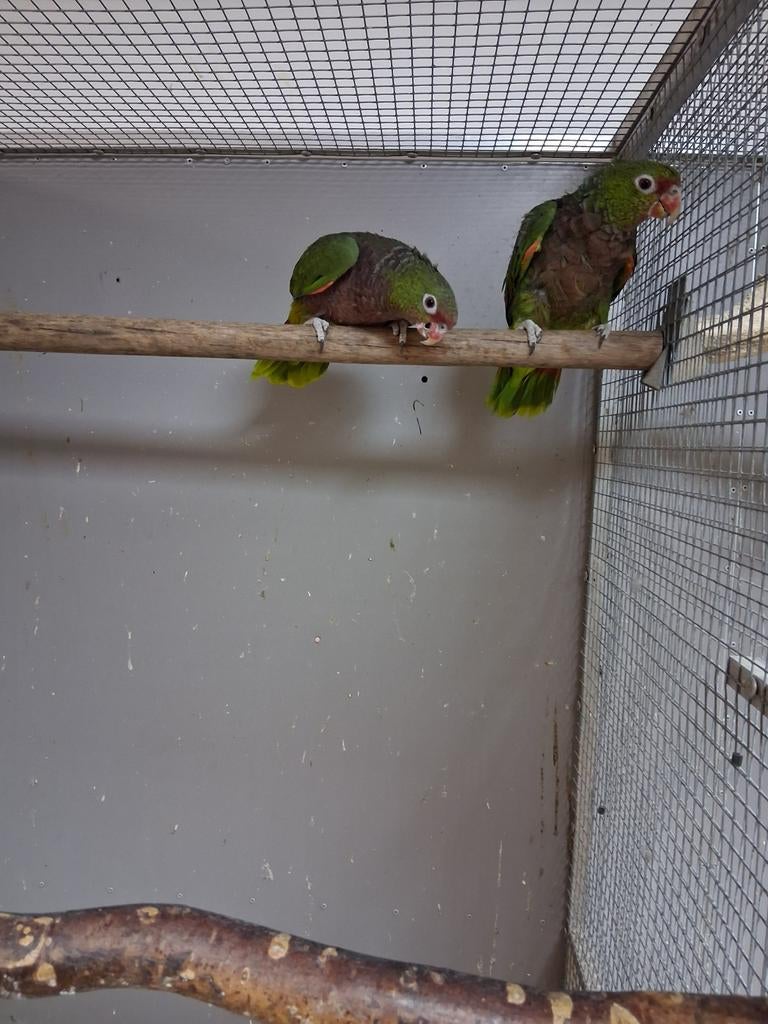 Mooi kweekkoppel wijnborst amazone papagaaien, Meerdere dieren, Papegaai, Geringd