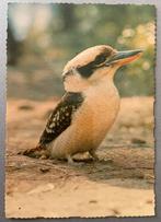 Vogel The Kookaburra Australia, Ophalen of Verzenden, Ongelopen, Vogel