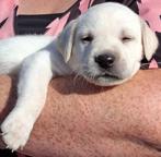 Dalmador pups, Overige rassen, Meerdere, Meerdere dieren, 3 tot 5 jaar