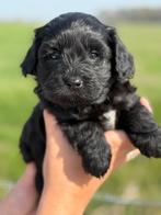 Geweldige maltipoo pups, Dieren en Toebehoren, Honden | Chihuahua's en Gezelschapshonden, Overige rassen, CDV (hondenziekte), 8 tot 15 weken