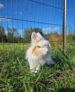 Marshmallow zoekt een huisje! (voedster gevaccineerd), Dieren en Toebehoren, Konijnen, Vrouwelijk, Klein, 0 tot 2 jaar