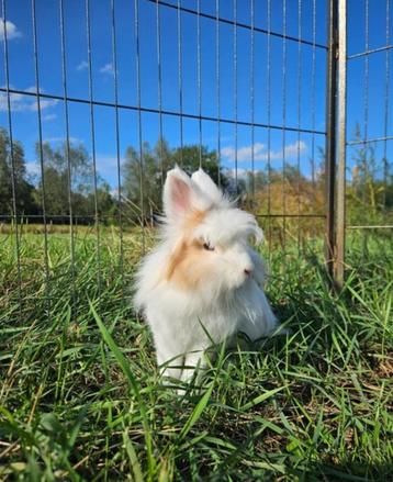Marshmallow zoekt een huisje! (voedster gevaccineerd) beschikbaar voor biedingen