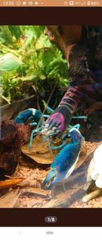 Te koop Cherax Pulcher nakomelingen (eigen kweek), Dieren en Toebehoren, Vissen | Aquariumvissen, Kreeft, Krab of Garnaal, Zoetwatervis