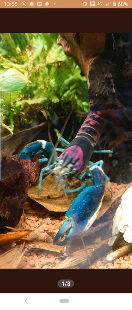 Te koop Cherax Pulcher nakomelingen (eigen kweek), Dieren en Toebehoren, Vissen | Aquariumvissen, Zoetwatervis, Kreeft, Krab of Garnaal
