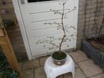 Bonsai Taxus in Ronde Pot, Tuin en Terras, Vaste plant, Overige soorten, Ophalen, Volle zon