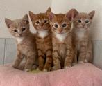 Lieve kittens, rood poesje(s) en rode katertjes, 9 weken oud, Dieren en Toebehoren, Katten en Kittens | Overige Katten, Meerdere dieren