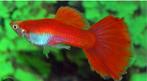 Pracht exemplaar Flamingo guppy, Dieren en Toebehoren, Vissen | Aquariumvissen, Vis