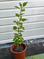 Hibiscus struik in pot, Ophalen, Overige soorten, Struik