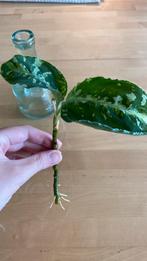Aglaonema Pictum Tricolor stekken, Ophalen of Verzenden, Overige soorten, Minder dan 100 cm