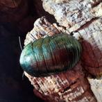 Emerald roach smaragd kakkerlak, Dieren en Toebehoren, Insecten en Spinnen
