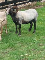 ouessant schimmel ram, Dieren en Toebehoren, Mannelijk, Schaap