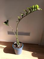 Emerald palm groene kamerplant ong 70 cm hoog plant, Huis en Inrichting, Kamerplanten, Groene kamerplant, Ophalen, Palm, Minder dan 100 cm