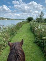 Paddock Paradise Zoetermeer, Dieren en Toebehoren, Weidegang, 1 paard of pony