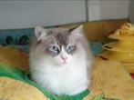 Ragdol Blue Lynx Bicolor Dekkater(NIET TE KOOP), PKD, HCM,++, 3 tot 5 jaar