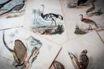 Verzameling antieke prenten met vogels | vogelgravure, Antiek en Kunst, Kunst | Etsen en Gravures, Verzenden
