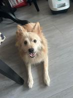 Gouden mandje gezocht voor dieseltje, Dieren en Toebehoren, Honden | Chihuahua's en Gezelschapshonden, Rabiës (hondsdolheid), 1 tot 2 jaar