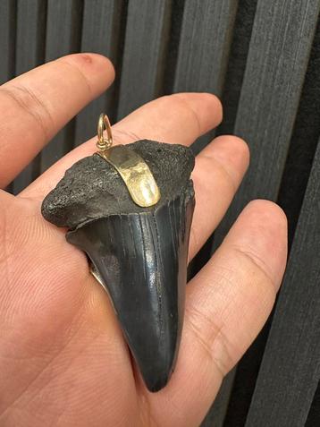 Unieke echte haaitand hanger met 9k goud beschikbaar voor biedingen