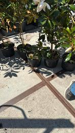 Magnolia Grandi flora little jenn grote planten stunt  29,95, Vaste plant, Halfschaduw, Zomer, Ophalen