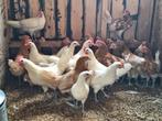 Fryske hinnen, Dieren en Toebehoren, Meerdere dieren, Kip