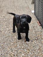 Laatste Lieve  Froodle Franse bulldog x toypoedel pups, Dieren en Toebehoren, Honden | Niet-rashonden, 8 tot 15 weken, CDV (hondenziekte)