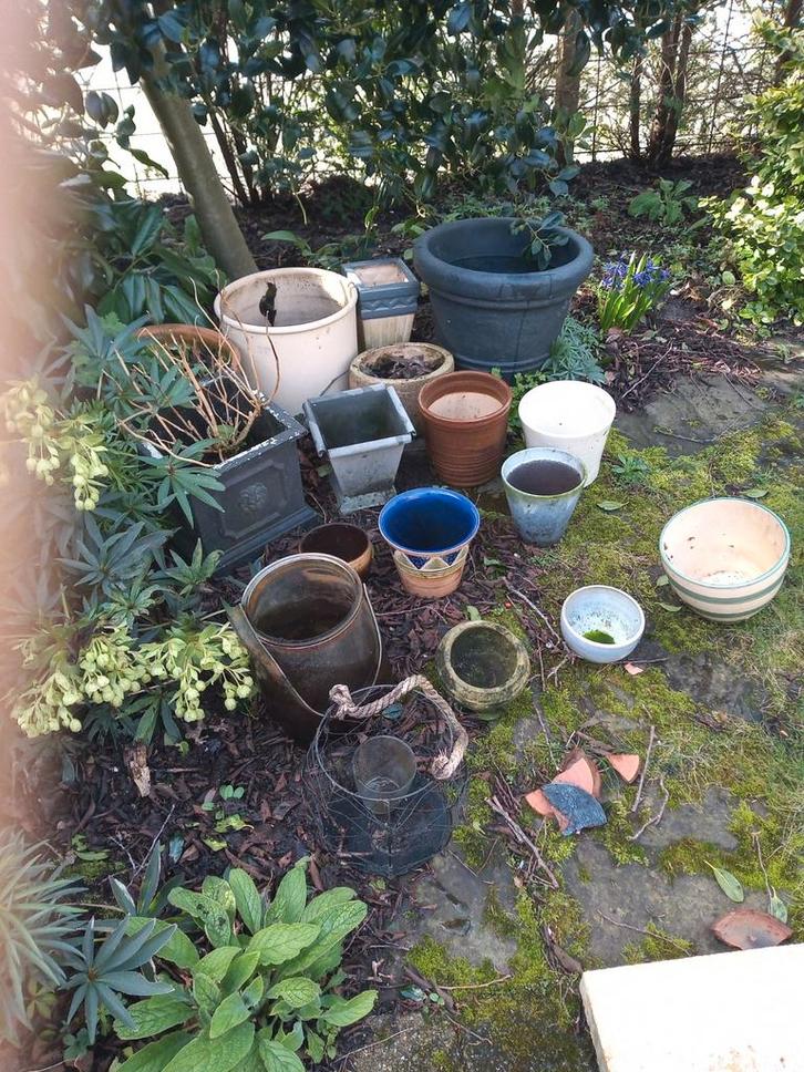 Mooie planten, o.a. Citroen plant (ruikt heerlijk), kerstboo, Tuin en Terras, Planten | Tuinplanten, Ophalen of Verzenden