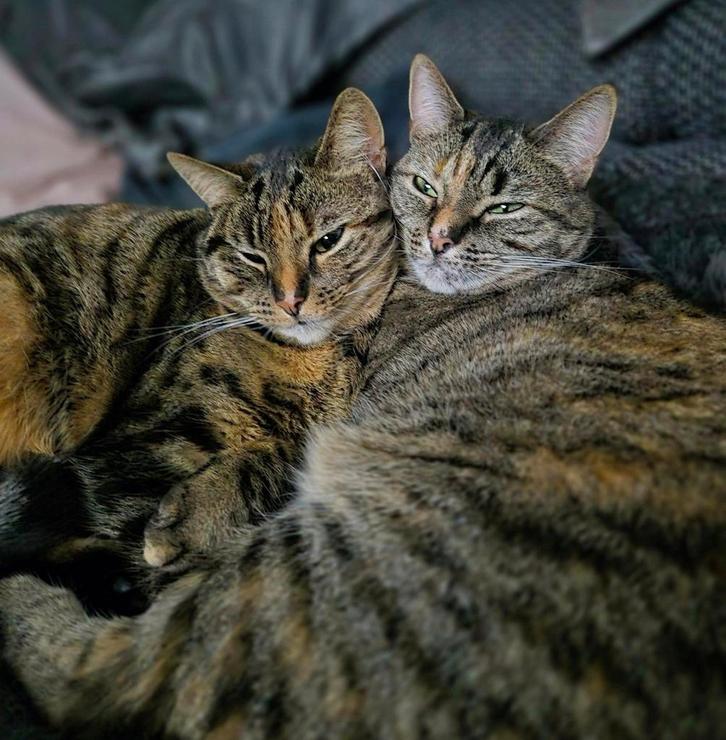 Twee lieve poezen gratis ophalen, Dieren en Toebehoren, Katten en Kittens | Overige Katten, Poes