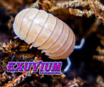Armadillo officinalis White Pina isopods / pissebedden beschikbaar voor biedingen
