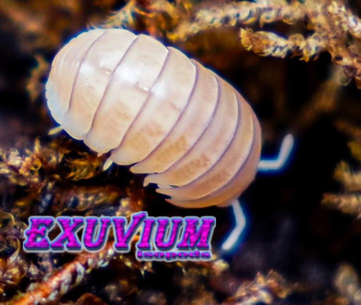 Armadillo officinalis White Pina isopods / pissebedden, Dieren en Toebehoren, Insecten en Spinnen, Overige soorten