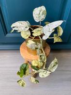 Epipremnum Pinnatum Marble #1, Huis en Inrichting, Kamerplanten, Ophalen of Verzenden