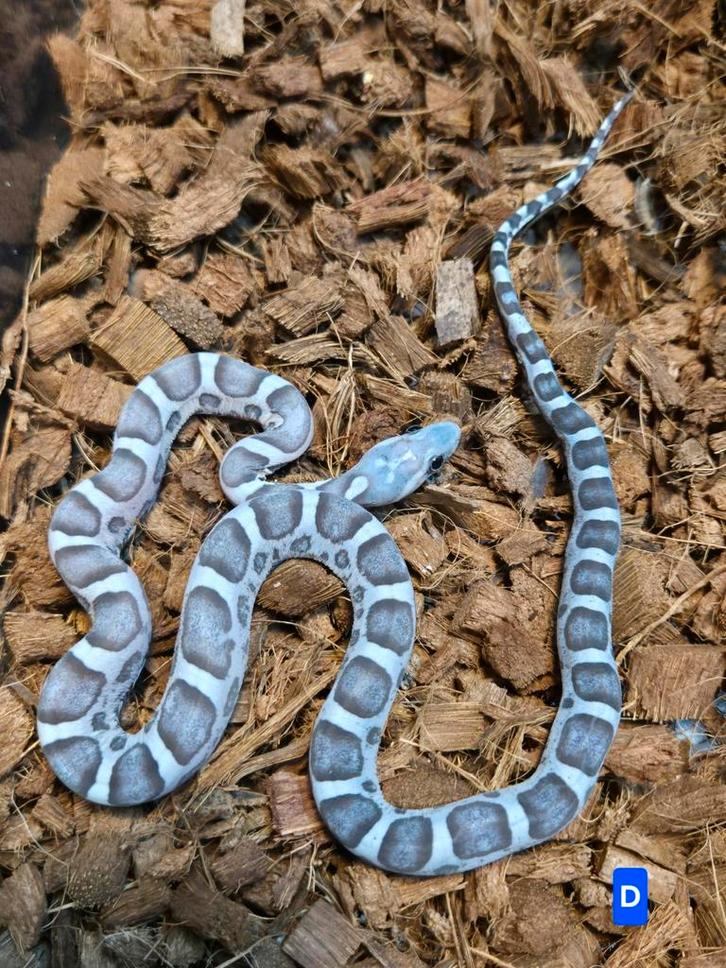 Scaleless rattenslangen pantherophis guttatus