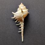 Schelpen - Murex djarianensis, Ophalen of Verzenden, Schelp(en)