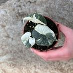 Alocasia melo variegata, Huis en Inrichting, Kamerplanten, Ophalen of Verzenden, Halfschaduw, Minder dan 100 cm