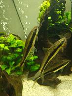 Siamese algeneter, Dieren en Toebehoren, Vissen | Aquariumvissen, Vis, Zoetwatervis