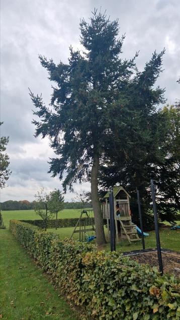Gratis beschikbaar voor biedingen