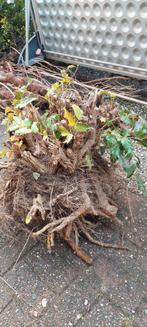 Mahonie struik, Ophalen of Verzenden