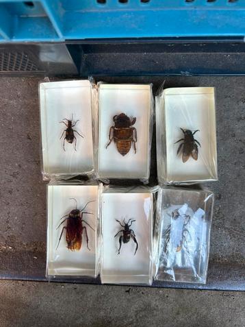 Insecten in epoxy kunst hars  beschikbaar voor biedingen