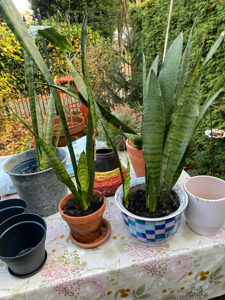 Sanseveria’s gezocht ( gratis / ruilen), Huis en Inrichting, Kamerplanten, Overige soorten, Minder dan 100 cm, Halfschaduw, Ophalen