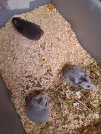 Jonge goud hamsters / Syrische hamsters langhaar en korthaar, Dieren en Toebehoren, Knaagdieren, September, Meerdere dieren, Hamster