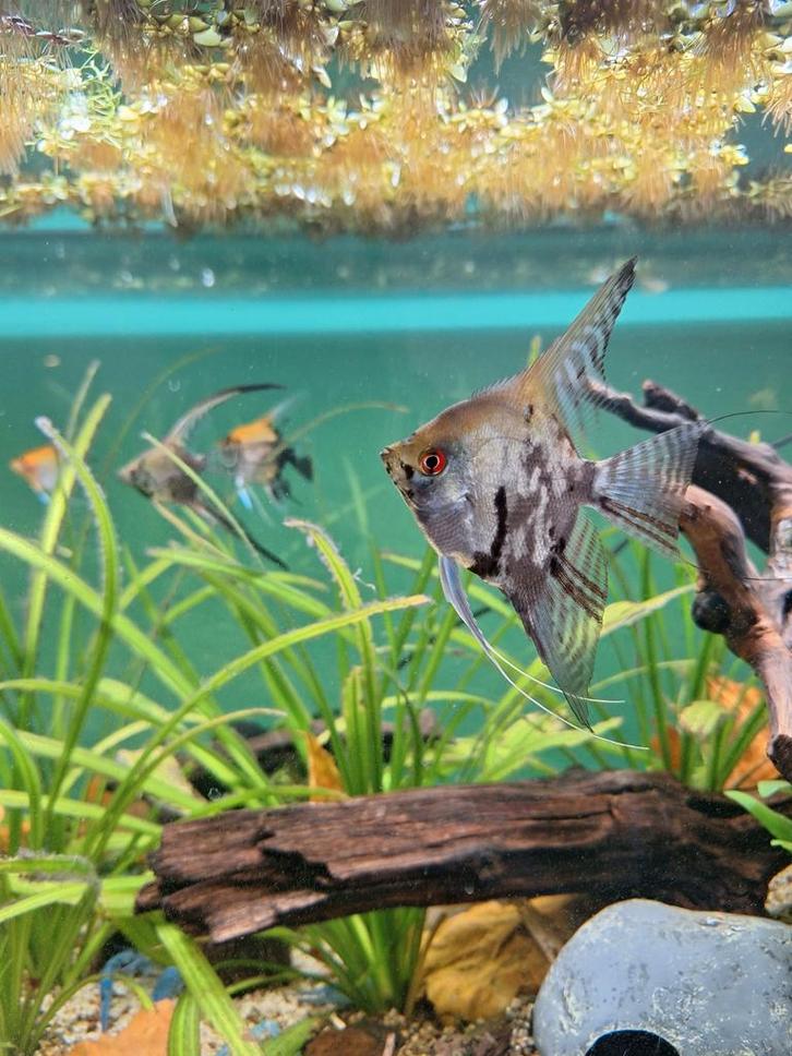 Maanvis, Dieren en Toebehoren, Vissen | Aquariumvissen, Vis